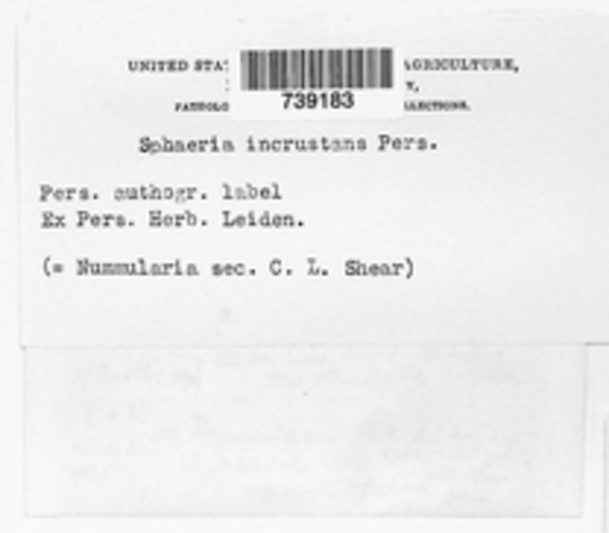 Sphaeria incrustans image